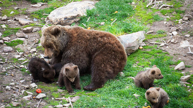 Cuatro crías de oso pardo en Naturlandia